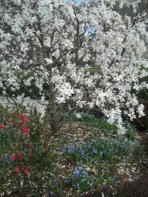 g3/58/515658/3/58494471.CGWhiteTreebluebells.jpg
