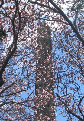 g3/58/515658/3/58494541.ObeliskandBlooms1.jpg
