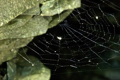 spider