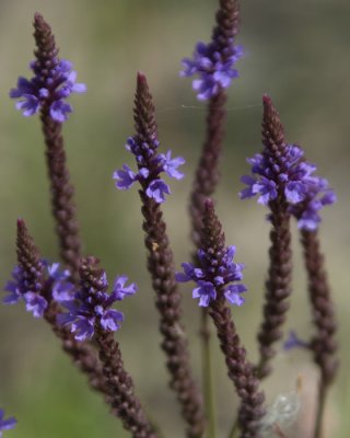 Blue Vervain