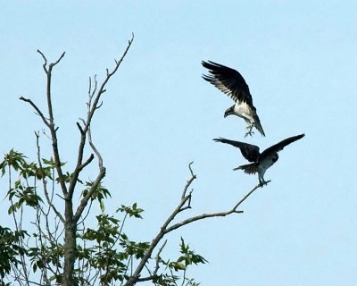 Osprey