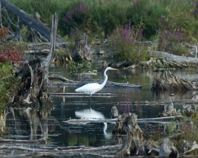 Great Egret 1