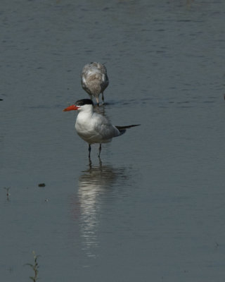 Caspian Tern