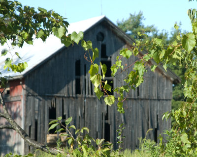 vines