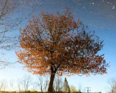 reflected tree