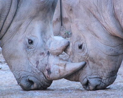 rhinocerous