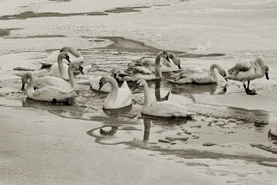 cold swans