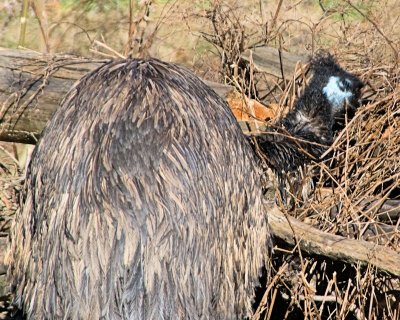 Emu butt