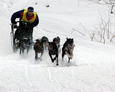 Dog Sled Race 7