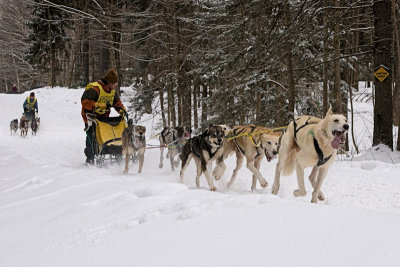 Dog Sled Race 8