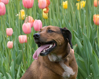 dog