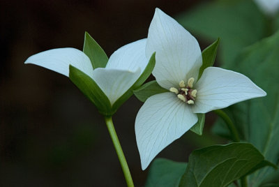 hybrid trillium 1