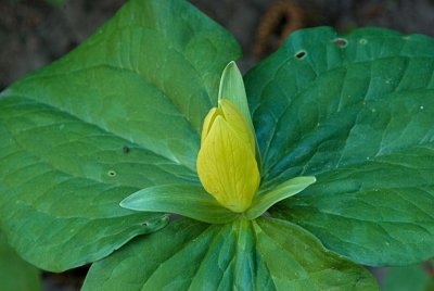 yellow trillium 2