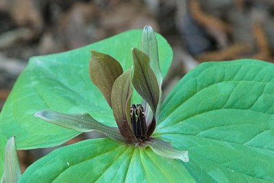 unusual trillium 1