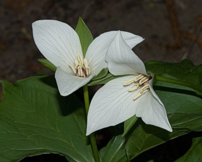 hybrid trillium 2