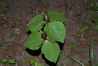 unusual trillium 3