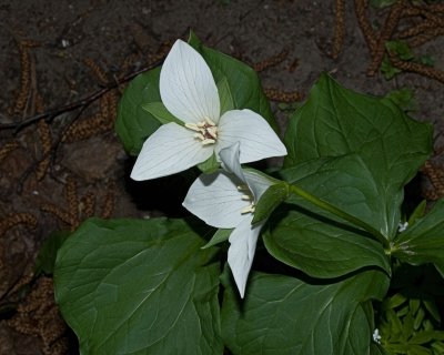 hybrid trillium 4