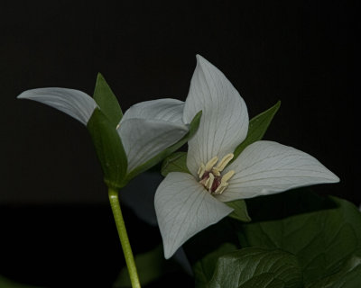 hybrid trillium 5