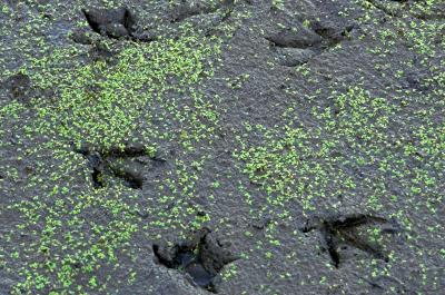 bird track 1