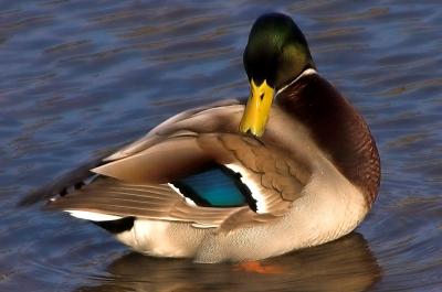 mallard