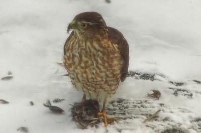 Sharp-shinned Hawk