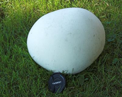 fungus 6 - puff ball