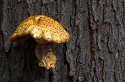 Fungus: Mushrooms, Etc.