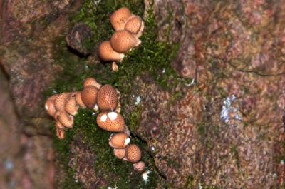 fungus 14