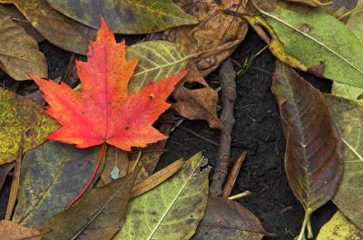 Maple Leaf