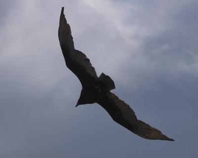 Turkey Vulture 5