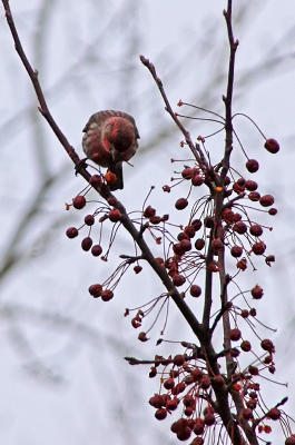 House Finch