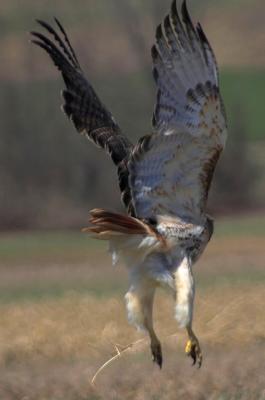 Red-tailed hawk