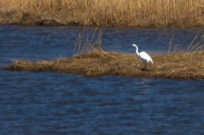 egret