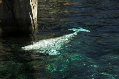 beluga whale