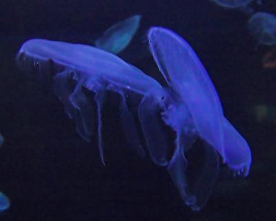 jellies