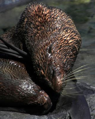 seals