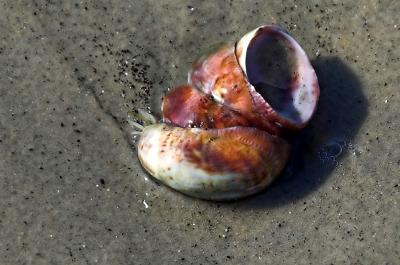 mollusk