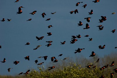 Red-winged blackbirds