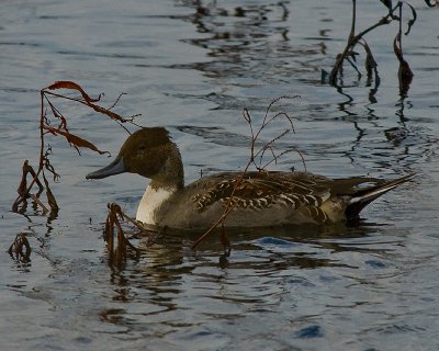 Nothern Pintail ?