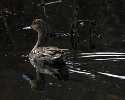 Northern Pintail, hen