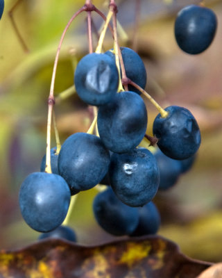 fall fruit