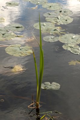 pond frond