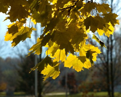 backlit maple