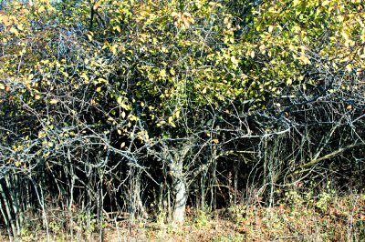 thicket