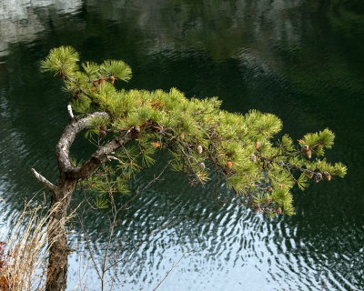 evergreen