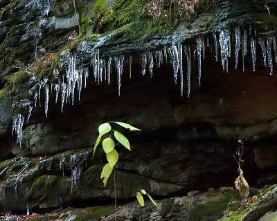 early ice