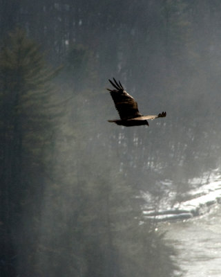 Turkey Vulture soaring in the gorge