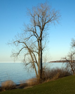 shore tree