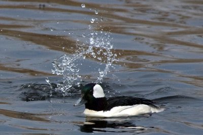 bufflehead