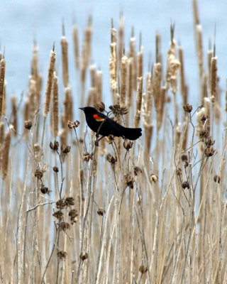 Red-winged blackbird II